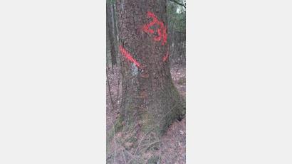 Bild: Raimund Pöllmann/Bayerische Staatsforsten/exb
Die von den Suchtrupps der Bayerischen Staatsforsten gefundenen Borkenkäfer-Bäume werden mit roter Farbe am Stamm und auf digitalen Karten in einer mobilen App markiert.