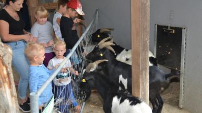 Bild: dob
Die Ziegen freuen sich über die Leckerbissen aus den Kinderhänden.