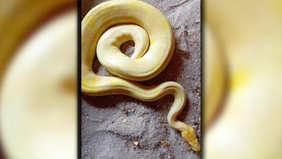 Bild: Hans Weiß/exb
Derzeit ist die Schlange in der Auffangstation bei Hahnbach untergebracht.