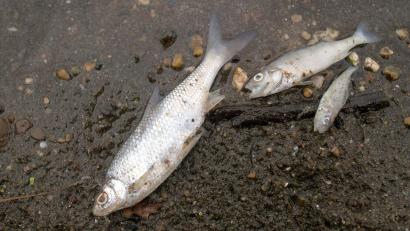 Symbolbild: Klaus-Dietmar Gabbert/dpa-Zentralbild/dpa/Archivbild
Verendete Fische liegen an einem Strand.