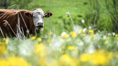 Symbolbild: Felix Kästle/dpa
Eine Kuh stand im Landkreis Würzburg auf einem Bahngleis. Ein Güterzug musste bremsen.
