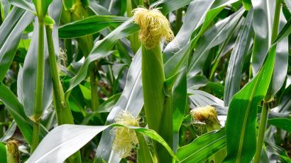 Bild: Petra Hartl
Wenn es jetzt warm und sonnig wird, tut das dem Mais gut, um die Kolben füllen zu können.