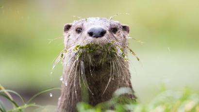 Symbolbild: Lino Mirgeler
Im gesamten Landkreis Schwandorf dürfen Fischotter seit 1. August bejagt werden.