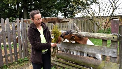 Bild: ubb
Die Ziegen von Kerstin Frank verschmähen das Jakobskreuzkraut. „Die frisch gepflückte Pflanze enthält Bitterstoffe, die Tiere meist davon abhalten, sie zu fressen“, weiß Kerstin Frank. Gefährlich werde es, wenn die Pflanze ins Heu komme oder es auf einer Wiese wegen der Trockenheit nicht genug Gras gebe.