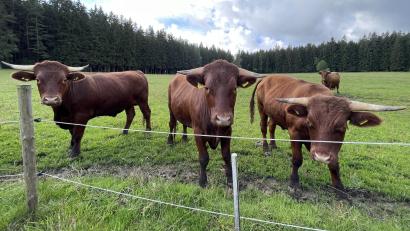 Bild: Matthias Bäumler/fph
Neugierig beäugen die Bullen alles, was um ihre Weide vorgeht.
