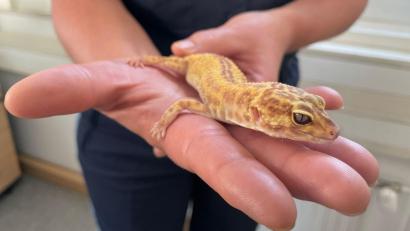 Bild: Polizeinspektion Halle/Saale/dpa
Ein Polizeibeamter präsentiert einen Afghanischen Leopardgecko im Polizeirevier in Neustadt/Saale.