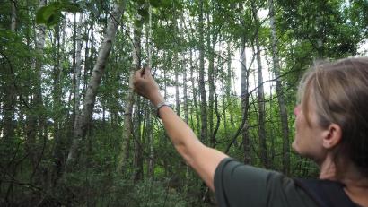 Bild: bl
Birgit Simmeth, Gebietsbetreuerin für den Naturpark Oberpfälzer Wald, identifiziert die Moorbirke mit Hilfe ihrer Blätter. Mit zunehmenden Dürre-Phasen sieht es langfristig auch im Kulzer Moss nicht gut aus für den "Baum des Jahres 2023".