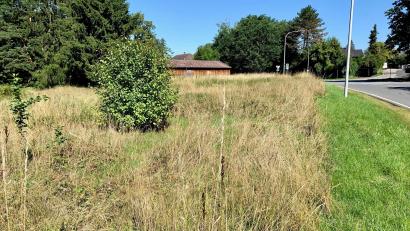 Bild: Gabi Schönberger
Diese Wiese hinter dem "Postkeller" ist designiertes Bauland. Pläne dafür sind allerdings noch nicht bekannt.