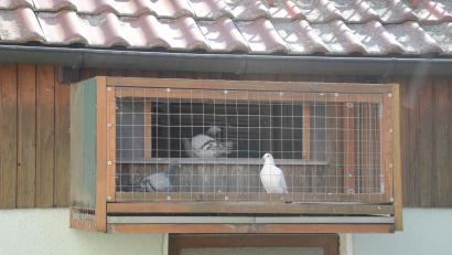 Bild: bey
Der Marktgemeinderat Parkstein hat sich einstimmig gegen eine Taubenhaltung auf einem Grundstück im Bereich des Bebauungsplanes "Schutzengel" ausgesprochen.