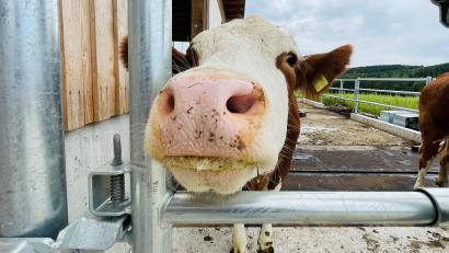 Bild: Hofbauer/exb
Die Kühe haben sich im neuen Stall "mit Terrasse" schnell eingewöhnt.