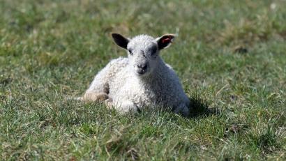 Symbolbild: Soeren Stache/dpa
Ein Mann hat in Salzburg ein Lamm auf der Rückbank seines Autos zurückgelassen, während er eine Theatervorstellung besuchte.