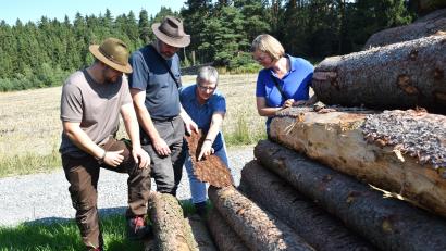 Bild: ubb
Die Förster untersuchen das gestapelte Holz und finden jede Menge Käfer in der Rinde.