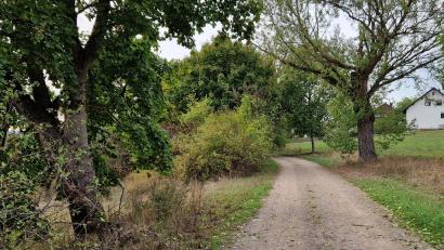 Bild: Thomas Dobler
Die Allee am Poststeig bei Traunricht ist etwa zwei Kilometer lang, eignet sich gut für Spaziergänge und ist neuerdings ein "geschützter Landschaftsbestandteil".