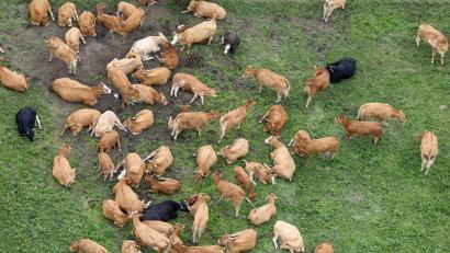 Bild: Thomas Warnack/dpa/Symbolbild
Kühe stehen und liegen auf einer Weide in der Sonne.
