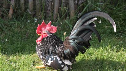 Bild: kro
Dieser Chabo-Hahn ist bei Heike Suchanek im Garten unterwegs