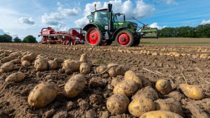 Archivbild: Philipp Schulze/dpa
Landwirte, die ihre Kartoffelfelder während der Trockenphase bewässert haben, können mit dem Ertrag an Frühkartoffeln zufrieden sein. Die späte Ernte wird erst noch eingefahren.