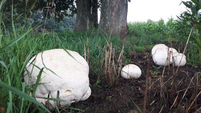 Bild: Bernd Schmidkonz/exb
In der Nähe seines Anwesens in Ödwaldhausen bei Bärnau hat Johann Konrad überdimensionale Boviste entdeckt.
