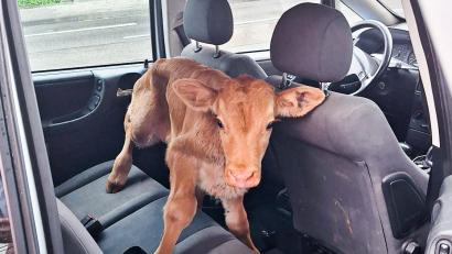 Bild: dpa/Polizei Geilenkirchen
Ein Kälbchen steht auf einer Auto-Rückbank. Das Jungtier hat für verwunderte Blicke auf einer Polizeiwache im Kreis Heinsberg gesorgt. Wie die Polizei am Montag mitteilte, habe ein Mann das hilflose Kälbchen in einem Wassergraben vorgefunden.