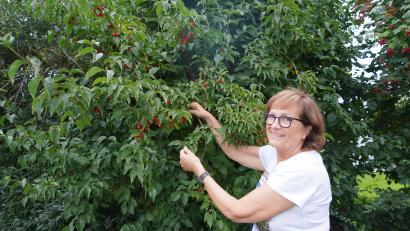 Bild: fvo
Kräuterpädagogin Gertie Kreuzer aus Waidhaus prüft, ob die Kornel-Kirschen bereits geerntet werden können.