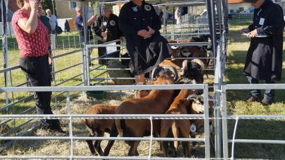 Bild: wel
Die Kamerunschafe wurden hinsichtlich Hornstellung, Gewicht, Körperbau und Beinstellung bewertet und anschließend prämiert.