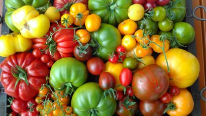 Symbolbild: bas
Am 16. und 17. September findet in Amberg die Ausstellung "Sonnenkind und Nachtschatten – Alles rund um die Tomate" statt.