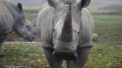 Symbolbild: dpa/Zoo Augsburg
Ein Nashorn hat im Salzburger Zoo eine Tierpflegerin tödlich verletzt.