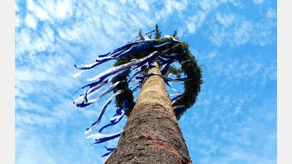 Bild: ads
Ein Kirwabaum von unten. In Hirschau (Landkreis Amberg-Sulzbach) wurde zweimal der Kirwabaum gestohlen.