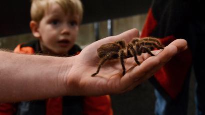 Bild: Insectophobie/exb
Solche Spinnen gibt es bei der Ausstellung im Musikomm zu sehen.