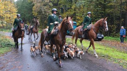 Archivbild: usc
Die Geiseltaler Beagle-Meute, aus Sachsen-Anhalt war voriges Jahr angereist und war ein wichtiger Bestandteil der Kurfürstlichen Schleppjagd.