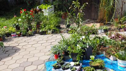 Bild: Obst- und Gartenbauverein Erbendorf/exb
Die Pflanzentauschbörse des Obst- und Gartenbauvereins Erbendorf bot verschiedene Gewächse an, im Bild zu sehen ein Teil des Angebots.