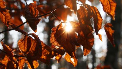 Symbolbild: Wolfgang Kumm
Die untergehende Herbstsonne scheint durch das Laub von Buchen.