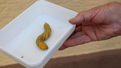 Bild: rpp
So dick wie der Finger eines Erwachsenen und circa 12 Zentimeter lang war die Raupe, die Resi Werner in ihrem Garten gefunden hat.