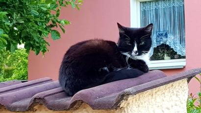 Bild: privat/ exb
Ein Nachbarshund hat Katze Chilly gebissen.