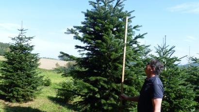 Bild: sl
Im T-Shirt und mit Messlatte sind die Besucher unterwegs, um sich schon jetzt einen Christbaum auszusuchen.