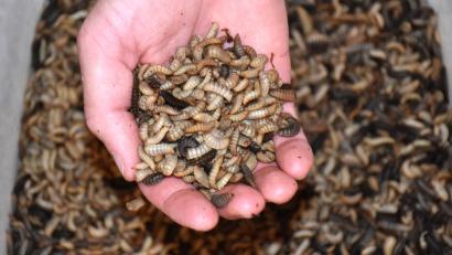 Bild: ubb
Josef Stier hat keine Scheu mehr davor, Maden in die Hand zu nehmen. Der junge Fischwirt mästet sie auf der Wendermühle in Bärnau als Fischfutter. Das soll auch die Meere entlasten.