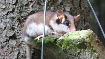 Bild: Rudi Leitl
Der Gartenschläfer: eine Zufallsbegegnung mit "Zorro" im Naturpark Steinwald.
