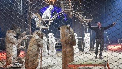Bild: Gabi Schönberger
Circus Krone begeistert die Zuschauer.