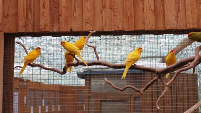 Bild: pi
Bei der Landesschau können die Besucher zahlreiche verschiedene Vogelarten bewundern.