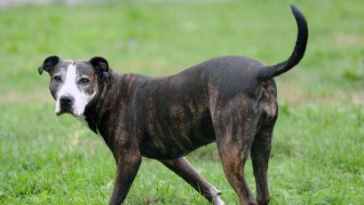 Bild: Soeren Stache
Für Listenhunde wird in Amberg künftig eine höhere Steuer erhoben.