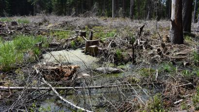 Bild: lue
Dieser Bereich des Fuchslohmoors im Forstrevier Pullenreuth wird seit 2019 renaturiert.