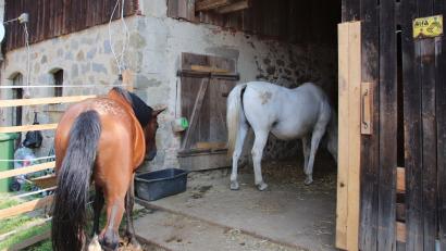 Symbolbild: Thomas Dobler
Die Veterinäre am Landratsamt kommen immer wieder zum Einsatz, wenn es Klagen über die nicht-artgerechte Haltung von Pferden gibt.