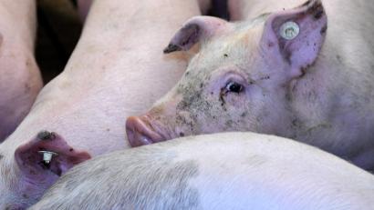 Symbolbild: Carsten Rehder
Im Landkreis Neumarkt ist ein Schweinetransporter umgekippt.
