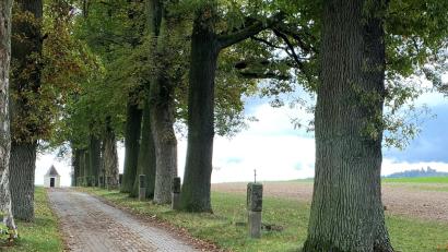 Bild: grm
Im Jahr 1900 ließ die Familie Lukas aus Hermannsberg von ihrem Hof weg einen Kreuzweg errichten und wahrscheinlich auch die Bäume pflanzen – heute die „vielleicht schönste Eichenallee“ des Naturparks Oberpfälzer Wald mit herrlichem Rundblick auch auf die Burg Leuchtenberg.