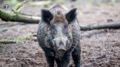 Symbolbild: Jens Büttner/dpa
Bei einer Jagd auf Wildschweine bei Niedermurach wurde im Dezember 2022 ein Mann durch einen Schuss verletzt.