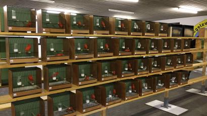Bild: e
In artgerechten Schauvolieren werden heuer bei der Oberpfalzschau rund 250 Vögel präsentiert.