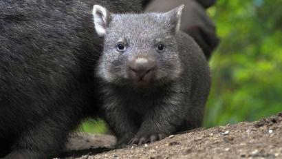 Bild: Yvonne Riedelt/Zoo Hannover/dpa
Der Wombat-Nachwuch im Zoo Hannover.