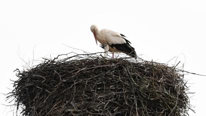 Archivbild: Freya Stöckl
Der Storch in Nabburg mag heuer anscheinend nicht fort.