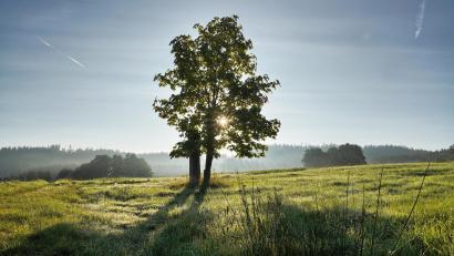 Bild: kaz
Zwischen Kornhof (Stadt Erbendorf) und Tiefenbach (Stadt Kemnath) steht dieser Ahornbaum samt Sandsteinmarterl.