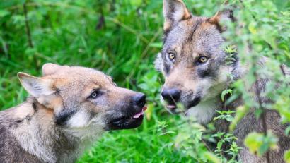 Symbolbild: Julian Stratenschulte/dpa
Der Wolf ist naturschutzrechtlich streng geschützt.