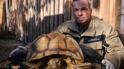 Bild: Christian Charisius/dpa
Christian Erdmann, Leiter des Wildtier- und Artenschutzzentrum bei Elmshorn, neben der toten Riesenschildkröte.